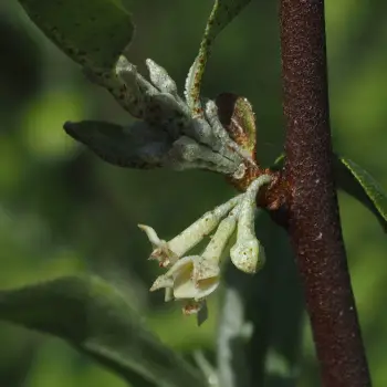 Elaeagnus umbellata (4 de 5)