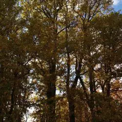Fotografía Quercus pyrenaica (3 de 3)