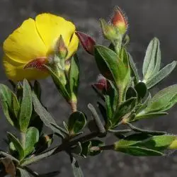 Halimium lasianthum subsp. alyssoides (3 de 3)