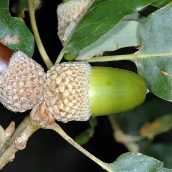 Quercus pyrenaica (3 de 4)