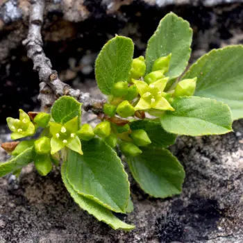 Rhamnus pumila subsp. legionensis (4 de 5)