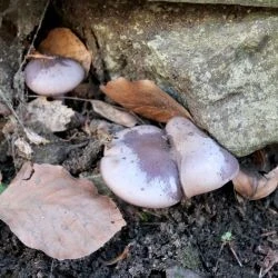 Fotografía Lepista nuda (2 de 2)