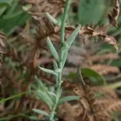 Linaria supina (2 de 2) 