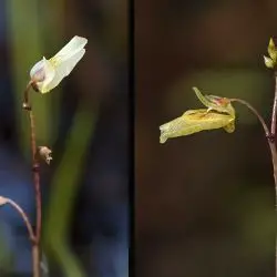 Utricularia minor (1 de 3)