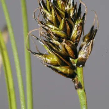 Carex sempervirens subsp. pseudotristis (3 de 4)