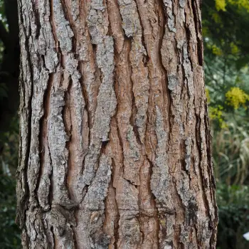 Pinus pinea (1 de 3)