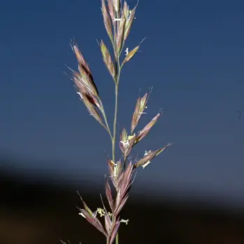 Festuca trichophylla subsp. iberica