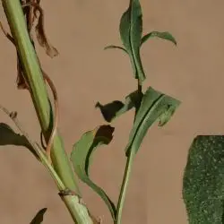Plumbago europaea (3 de 3)