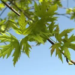 Acer saccharinum (3 de 3)