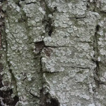 Lepra albescens (Huds.) Hafellner (3 de 3)