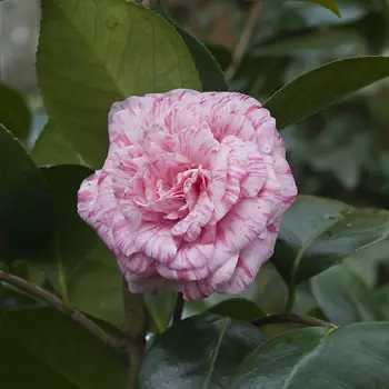Camellia japonica 'Bella Romana' (2 de 2)
