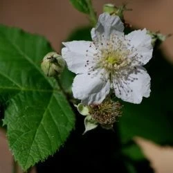 Rubus caesius