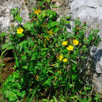 Pentaphylloides fruticosa subsp. floribunda (1 de 2)