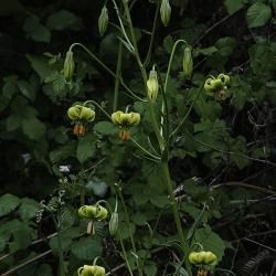 Fotografía Lilium pyrenaicum (1 de 2)