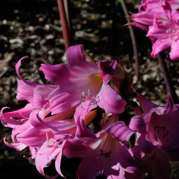 Amaryllis belladonna (2 de 2)