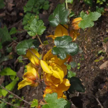 Fremontodendron californicum  (1 de 3)
