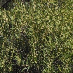 Phillyrea angustifolia (1 de 3)