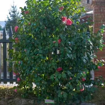 Camellia japonica 'Letitia Schrader' (1 de 2)