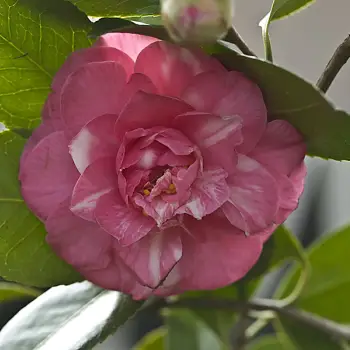 Camellia japonica 'Exangularis Resea' (2 de 2)