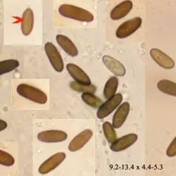 Lopadostoma gastrium (Fr.) Traverso (2 de 3)