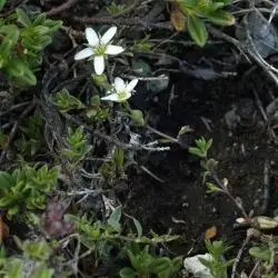 Arenaria moehringioides (2 de 2)