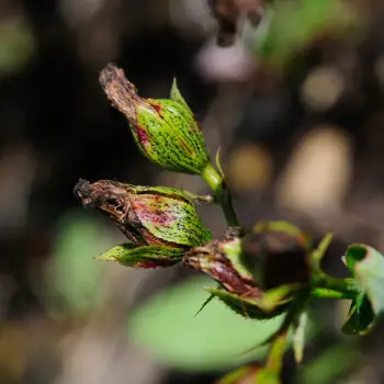 Hypericum richeri subsp. burseri (3 de 4)