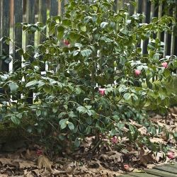 Camellia japonica (2 de 3)