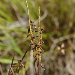 Carex pulicaris (2 de 2)