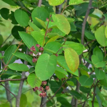 Amelanchier alnifolia (3 de 6)
