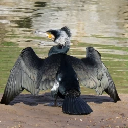 Phalacrocorax carbo subsp. sinensis