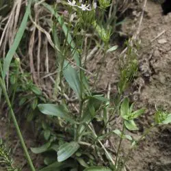 Centaurium erythraea subsp majus (1 de 3)