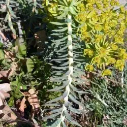 Fotografía Euphorbia oxyphylla (2 de 3)