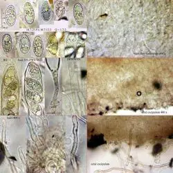 Leucoscypha semiinmersa (P. Karsten) Svrek (3 de 3)
