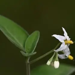 Fotografía Solanum nigrum (2 de 3)