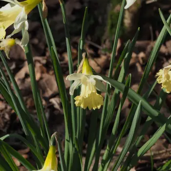 Narcissus pallidiflorus (3 de 3)