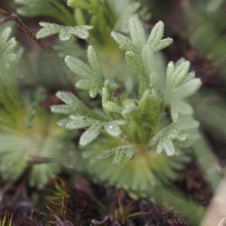 Saxifraga pubescens (2 de 2)