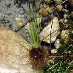 Isoetes velatum subsp. asturicense