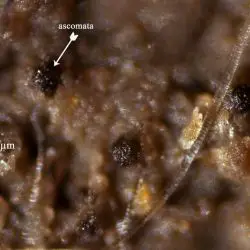 Thelebolus crustaceus (Fuckel) Kimbr. (3 de 3)