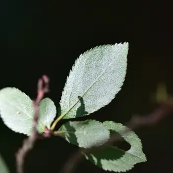 Prunus spinosa (2 de 2)