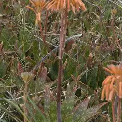 Fotografía Aloe maculata (1 de 2)