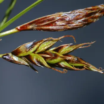Carex sempervirens subsp. pseudotristis (2 de 4)