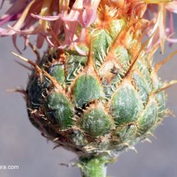 Fotografía Centaurea legionis-septimae (2 de 2)