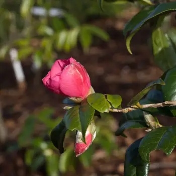 Camellia saluenensis (3 de 3)