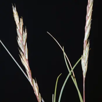 Fotografía Festuca yvesii subsp. summilusitana (5 de 6)