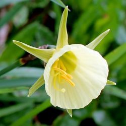 Narcissus bulbocodium (1 de 2)