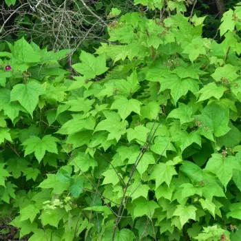 Rubus odoratus (2 de 4)