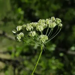 Laserpitium latifolium (3 de 3)