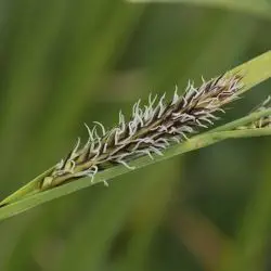 Carex riparia (3 de 3)