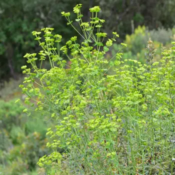 Euphorbia esula (1 de 3)