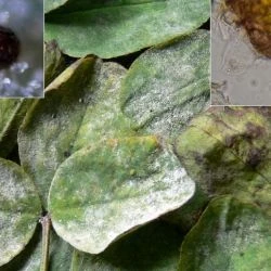 Erysiphe trifolii